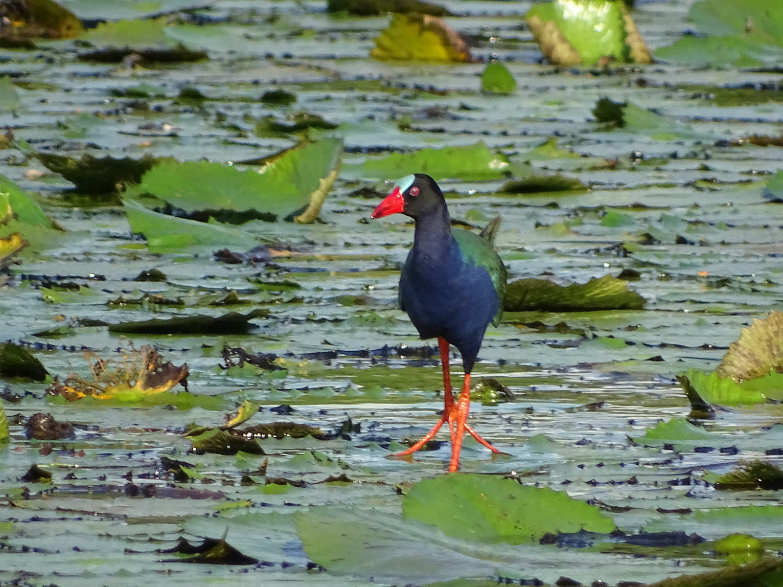 image Allen's Gallinule